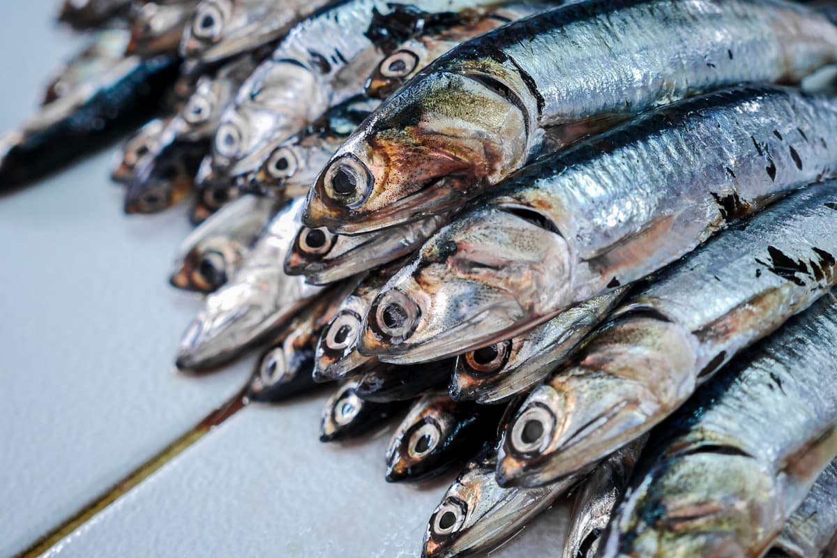 Produce: el desembarque de pesca artesanal tuvo un aumento del 48,4% en el primer cuatrimestre de 2025
