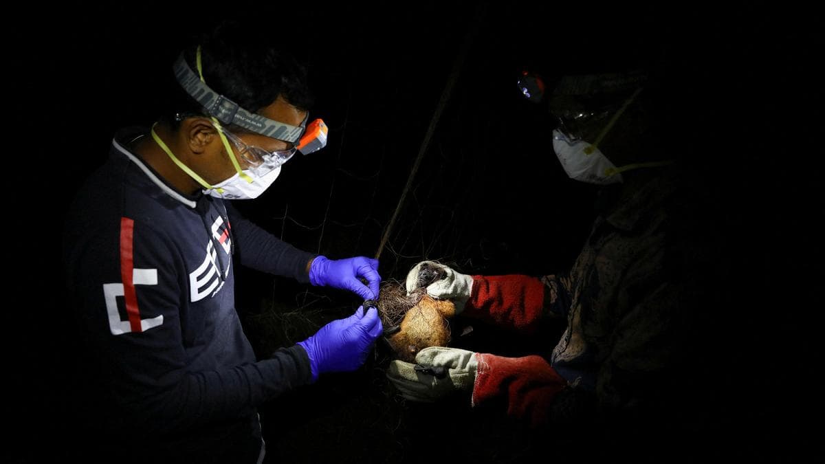 Muerte por virus Nipah en Bangladesh tras dos casos en India