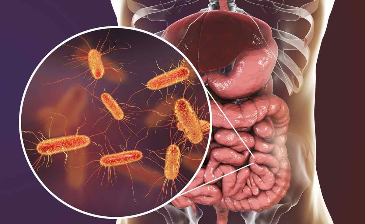Para combatir el cáncer: bacterias presentes en los intestinos humanos podrían ayudar