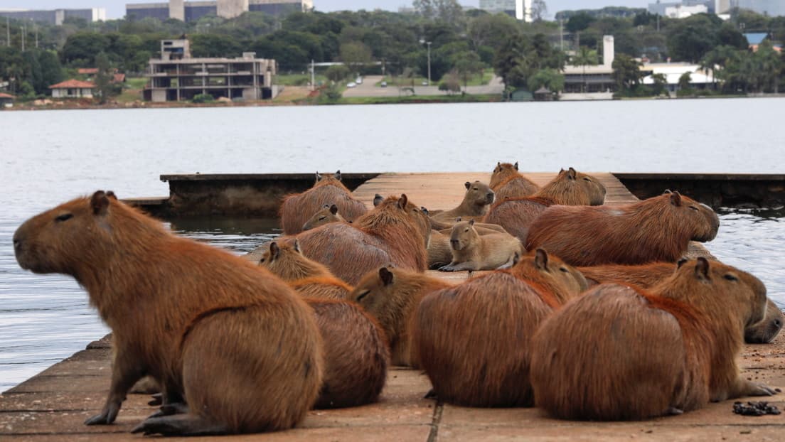 Invasion de carpinchos en la ciudad y ahora que