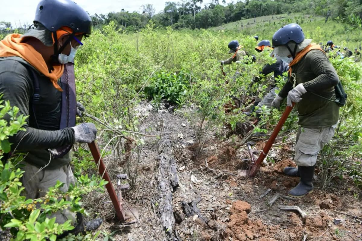 Estado proyecta eliminar 19 000 ha de coca ilegal en dos fases durante 2026