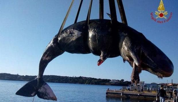 Ballena embarazada fue encontrada muerta con 22 kilos de plástico en su estómago