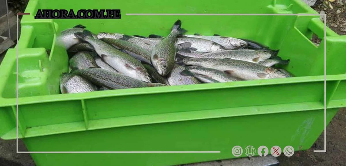 Operativo de inspección sanitaria en venta de truchas por Semana Santa en Huánuco