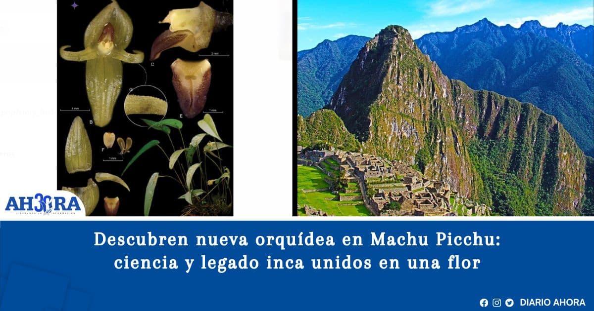 Descubren nueva orquídea en Machu Picchu: ciencia y legado inca unidos en una flor