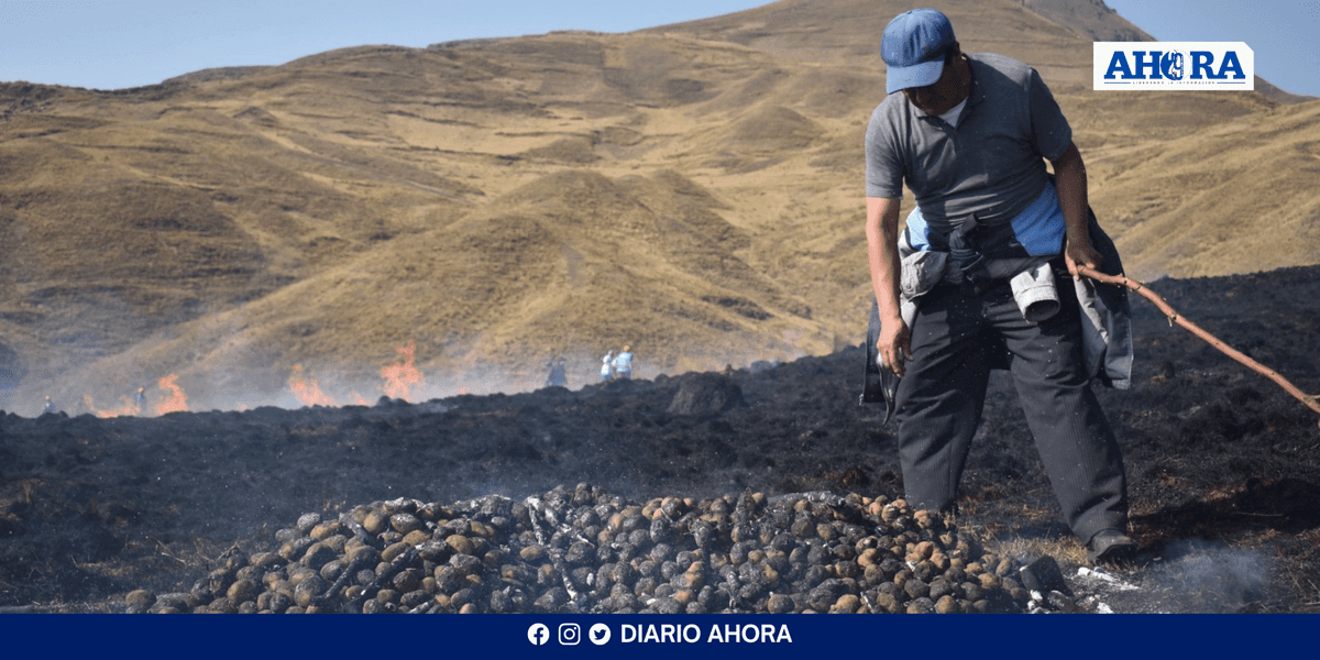 Director de Agricultura: Apoyo a agricultores afectados por incendios depende del presupuesto
