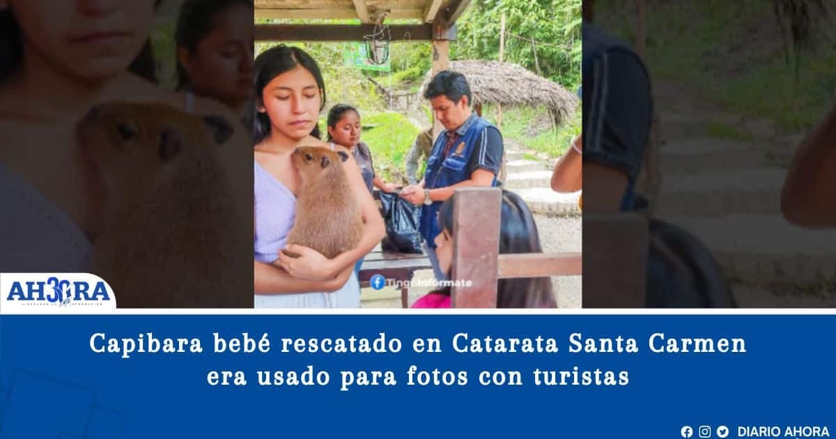 Capibara bebé rescatado en Catarata Santa Carmen era usado para fotos con turistas