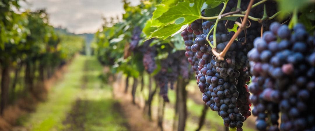 Resveratrol para rejuvenecer ¿Realmente es milagroso Lo esencial antes de tomarlo