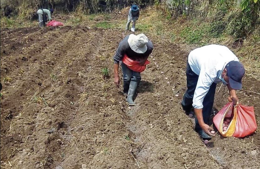 Nuevo presidente de la mesa técnica pide repotenciar la papa nativa y abrirle camino al mercado internacional