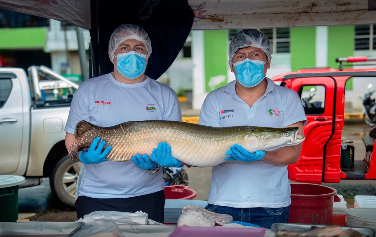 Piscicultores del Alto Huallaga logran ingresos por más de S/200 mil en ferias de pescado amazónico