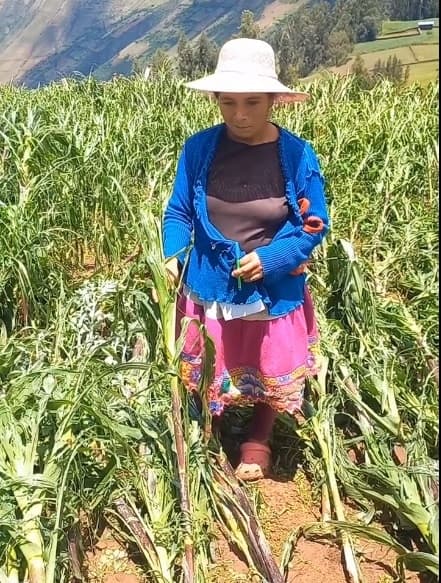 Granizada y lluvias torrenciales destruyen cultivos y dejan graves pérdidas en Huachumay
