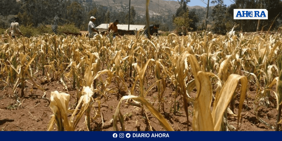 Amazonía en riesgo: Altas Temperaturas y falta de lluvias amenazan la agricultura