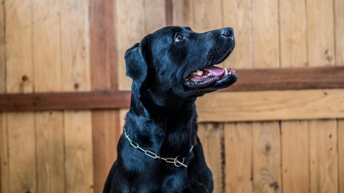 Perros negros y grandes: invisibles en protectoras, condenados a no tener hogar