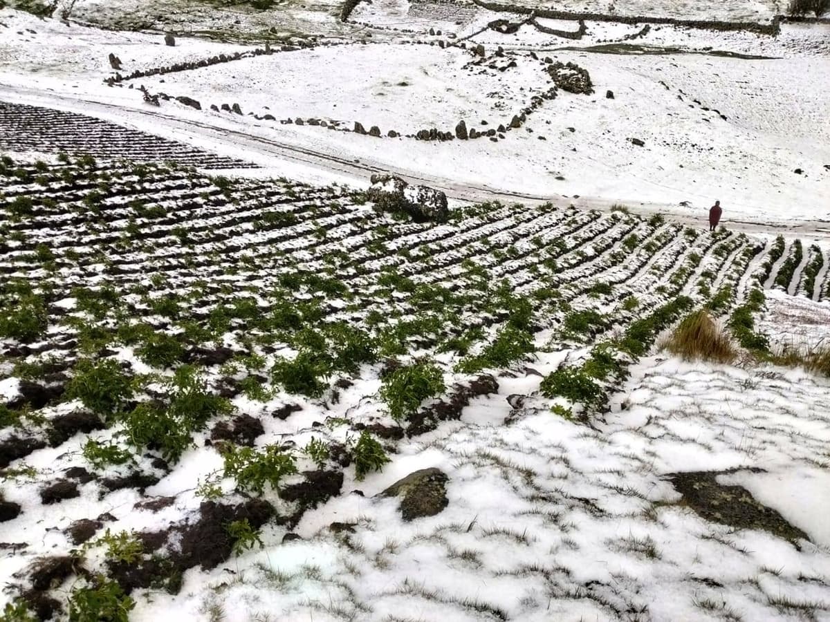 Granizadas y heladas arrasan cultivos en caserío de Estanco, en Cayna