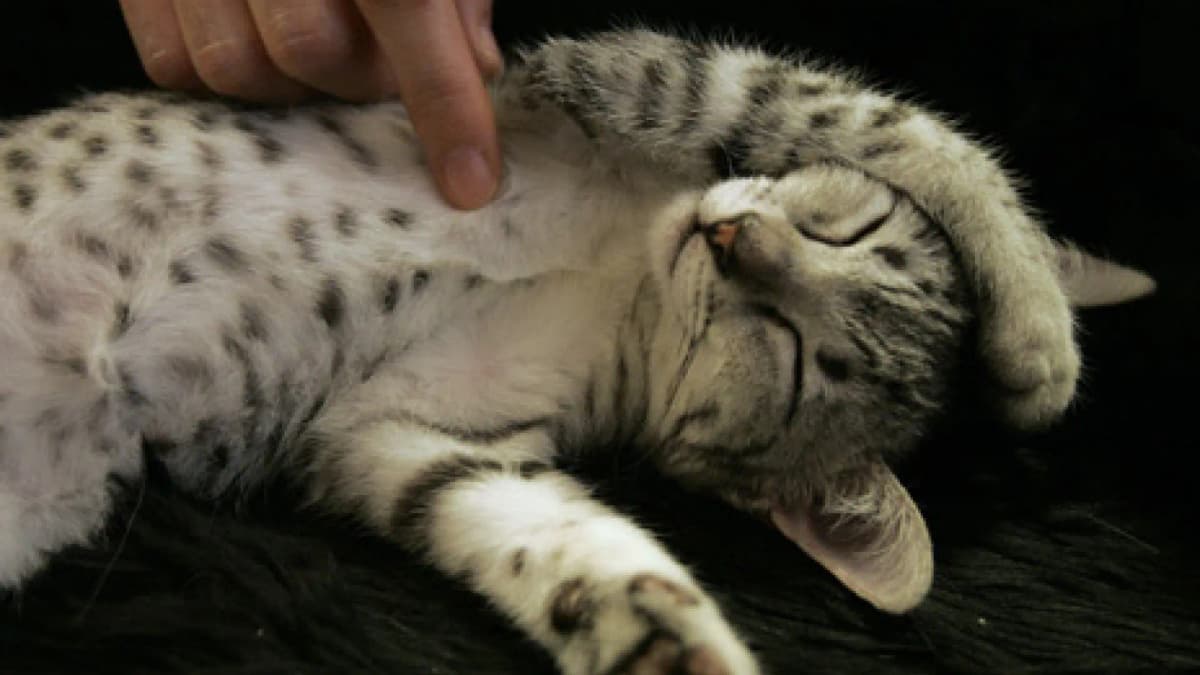 Alerta: Hongo de gatos a humanos causa bultos y conjuntivitis