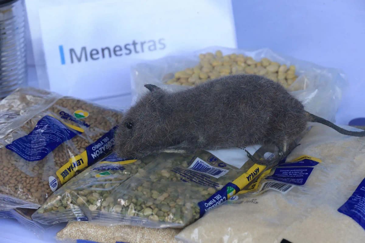 Alerta por leptospirosis en Huánuco: Confirman tres nuevos casos en Leoncio Prado y advierten riesgo de propagación por lluvias 