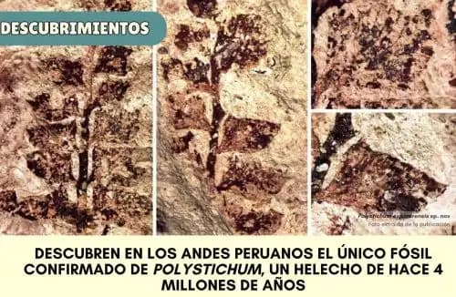 Cusco: fósil de helecho hallado en Espinar revela clave inédita sobre la evolución de los Andes