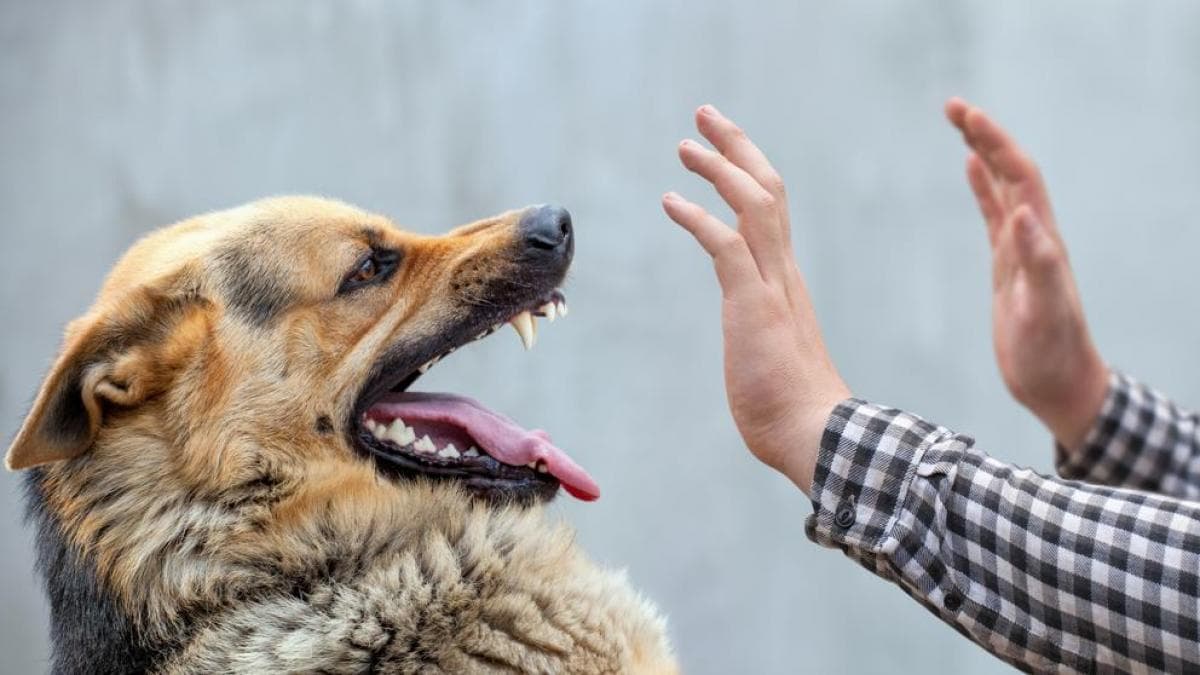 Capponi: No corrijas agresión canina pegando en el morro