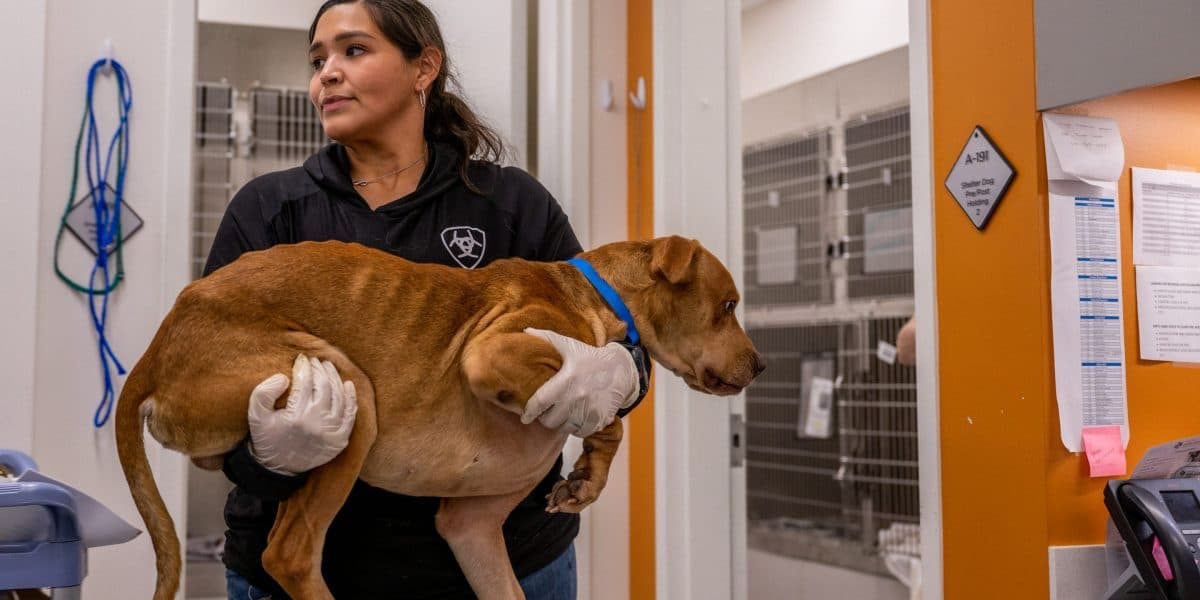 Costos veterinarios disparados: menos visitas, pero cirugías de miles persisten
