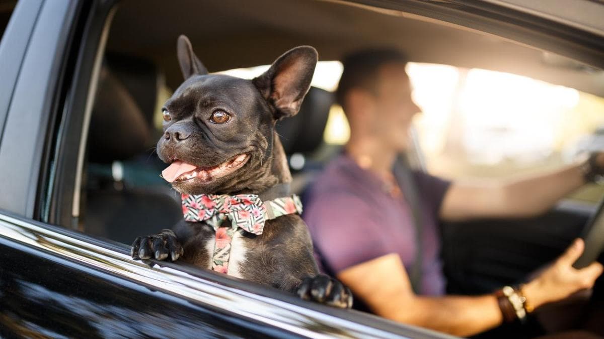 Semana Santa: Nunca dejes sola a tu mascota en el auto