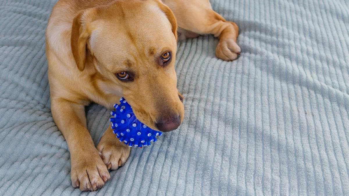 María Vetican: Vacuna Leishmaniosis demora, ¡aplícasela ya a tu perro!