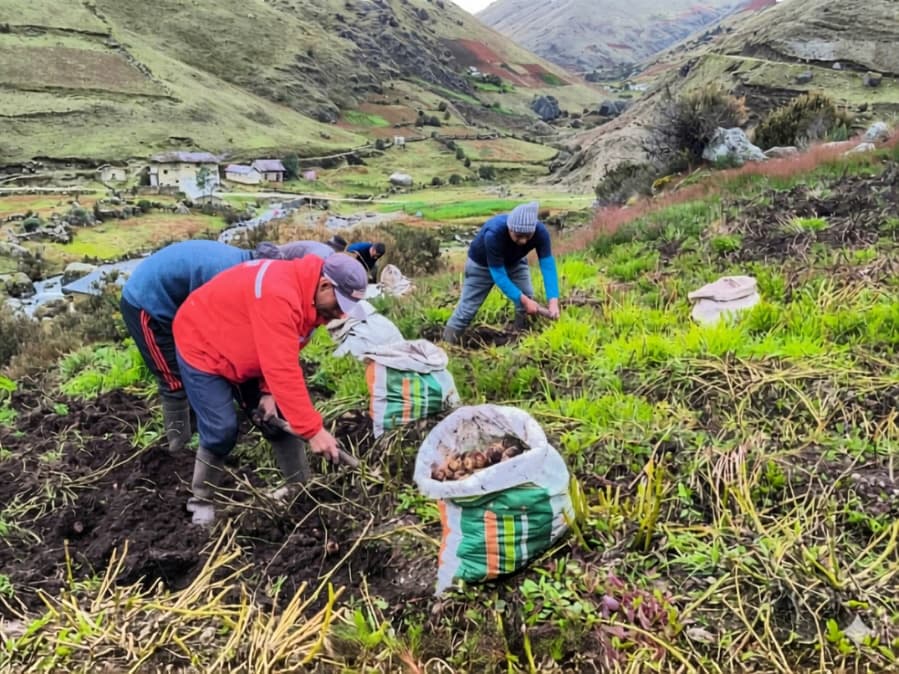Crisis en el proyecto de papa nativa: Agricultores denuncian entrega de semillas podridas en Huánuco