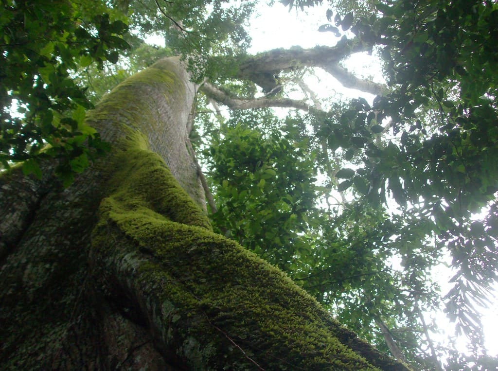 Indeci emite alerta por lluvias y vientos de 55 km/h en diez regiones de la selva peruana