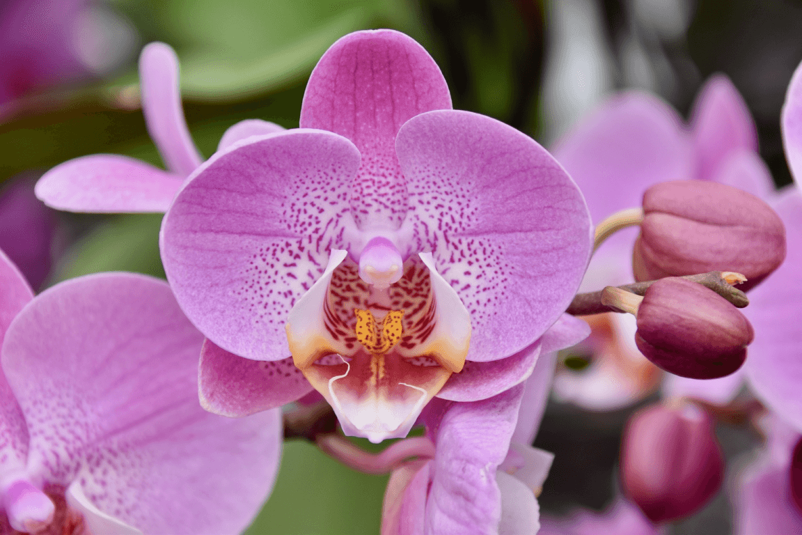 El Congreso oficializa el 5 de noviembre como el Día Nacional de la Orquídea