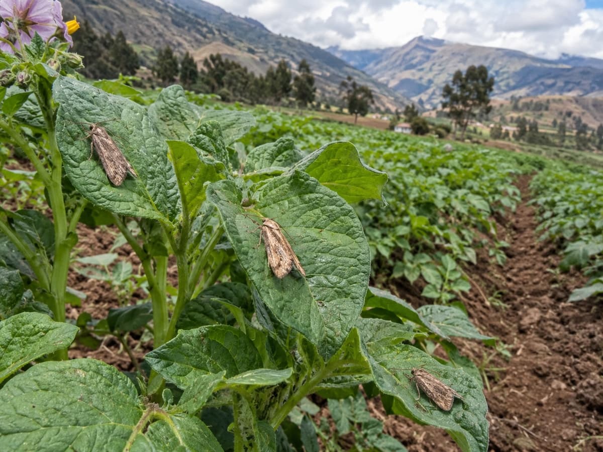 Alertan posible hallazgo de polilla guatemalteca en Pillco Marca y advierten riesgo para cultivos de papa en Huánuco