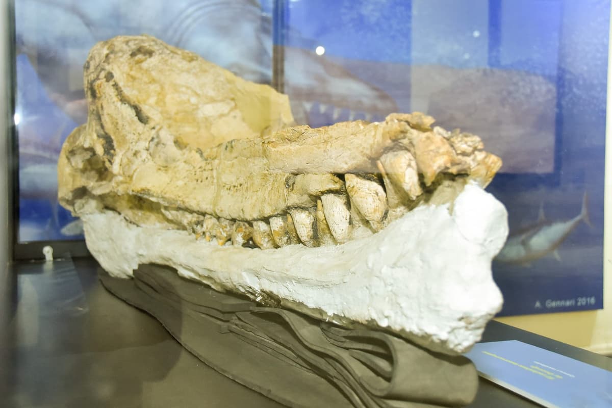 Científicos peruanos hallan el fósil de cachalote prehistórico “mejor preservado del mundo”
