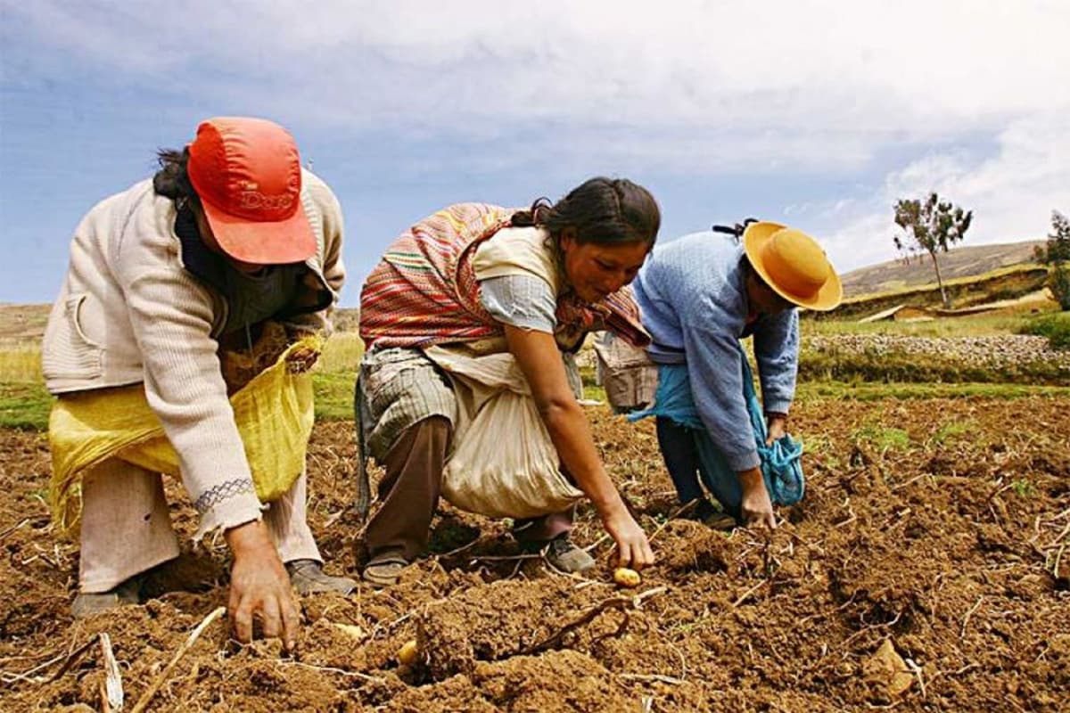 Formalizarán a cerca de 2000 productores agropecuarios y forestales en nueve regiones