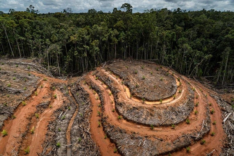 La próxima pandemia: Por qué la deforestación podría liberar nuevos virus