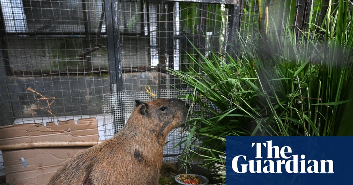 Brasil: Ocho detenidos por brutal ataque a ronsoco
