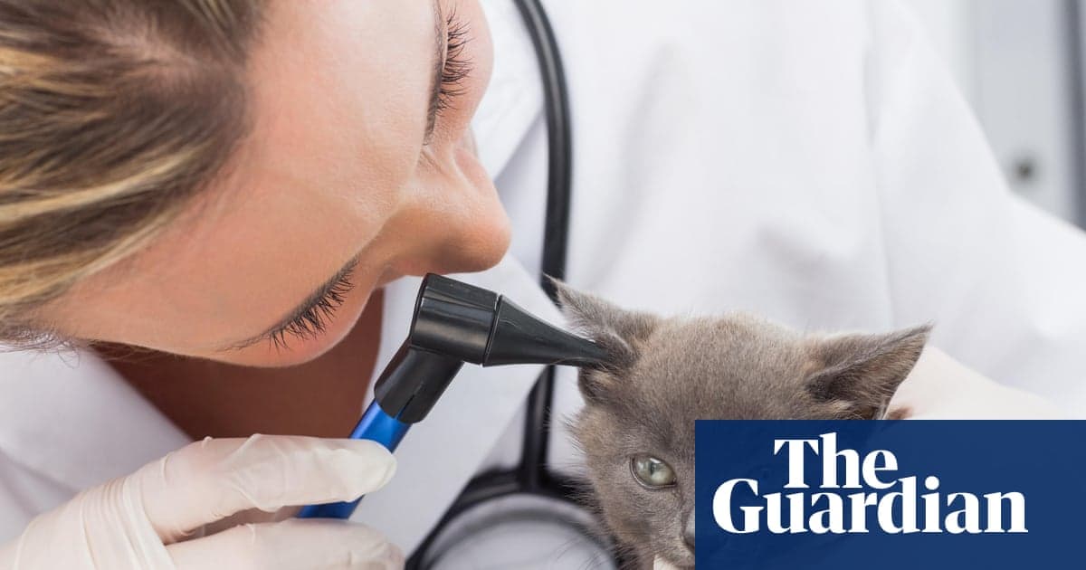 Reino Unido: Veterinaria bajo control por cobros excesivos sin transparencia