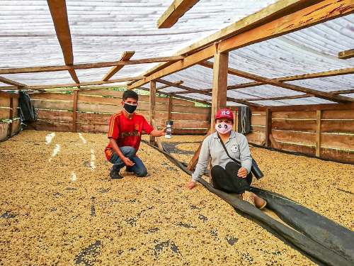 Productores de café vendieron 1326 toneladas durante la cuarentena