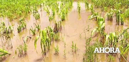 Lluvias torrenciales destruyeron cultivos del 70 % de los agricultores en Cauri