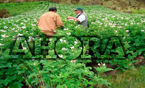 Papa Canchán cumplió 29 años de alimentar al Perú
