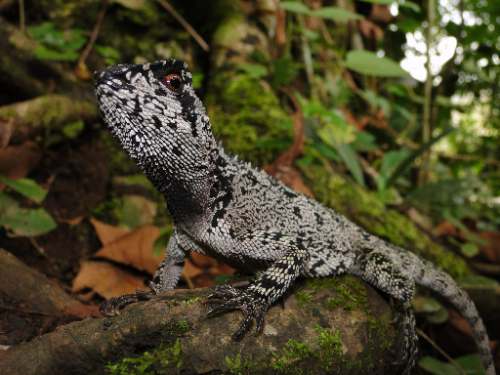 Descubren nueva especie de lagartija en Tingo María