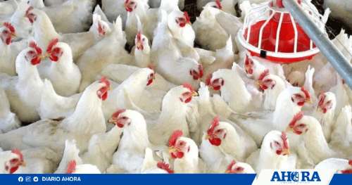 Confusión por precio del pollo: Midagri explica reporte de S/ 5.40