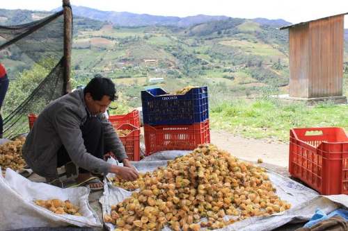 Huánuco: Exportaciones aún no recuperan sus niveles prepandemia