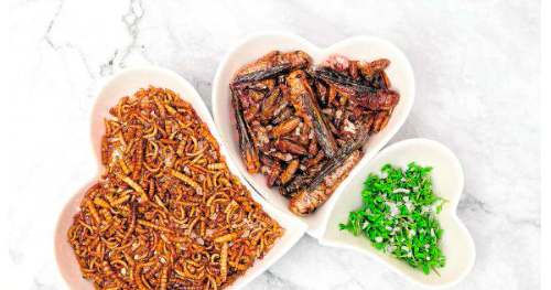 Los insectos: fuente de proteínas más sostenible que la carne