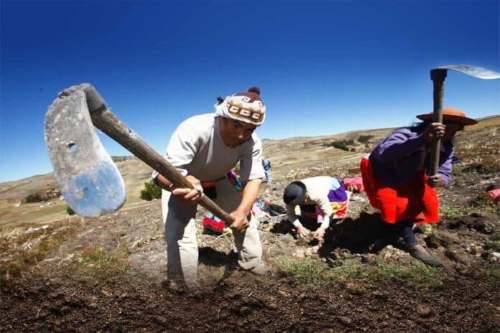 Empresa alemana capacitó a más de 14 mil productores de papa