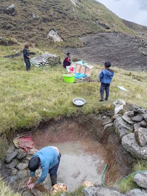 Santa María del Valle: Pobladores extraen tocosh de forma artesanal, tradición andina conocida como la “penicilina andina”