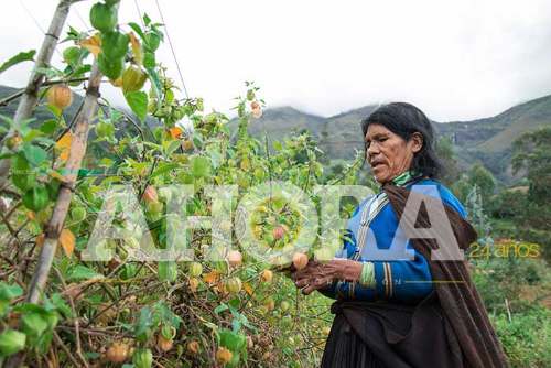 Minagri busca mejorar rentabilidad de pequeños productores huanuqueños