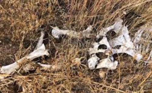 Hallan restos óseos en la carretera Huánuco - La Unión