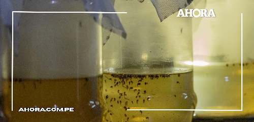 Honduras lanza proyecto con mosquitos modificados para combatir epidemia de dengue