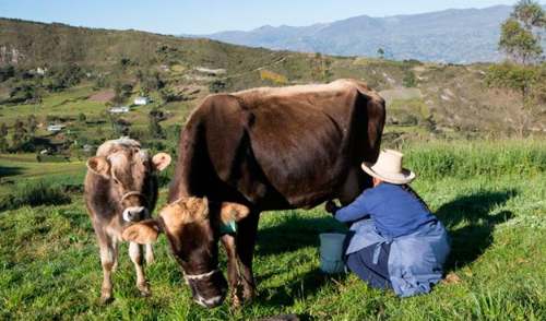 Perú tendría que importar leche en polvo ante quiebra de ganaderos