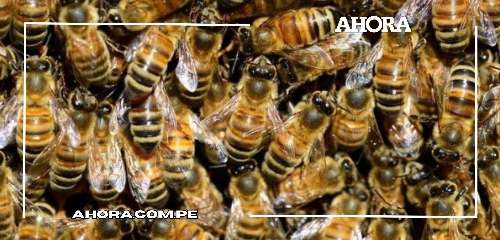 El Efecto Abeja: Invasiones apícolas amenazan equilibrio ecológico, según estudio