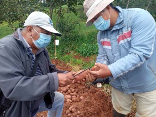 Alejandro Mendoza: “Huánuco es el centro de origen de las mejores papas nativas del mundo”