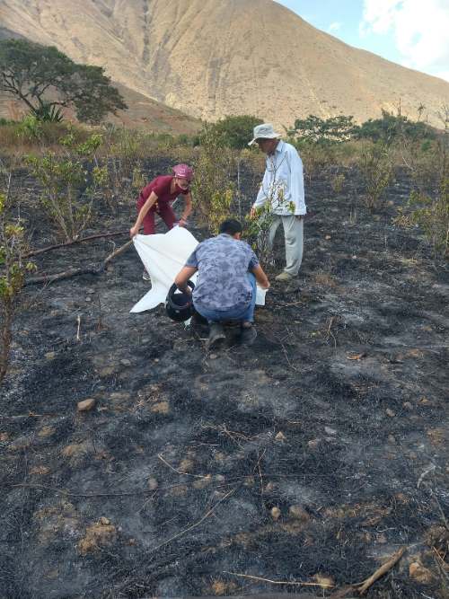 Anciana murió calcinada en incendio forestal