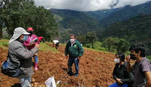 Alejandro Mendoza: Huánuco necesita 45 mil toneladas de guano de isla solo para producir papa